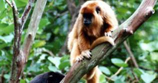 Folk medicine poses threat to primate species 